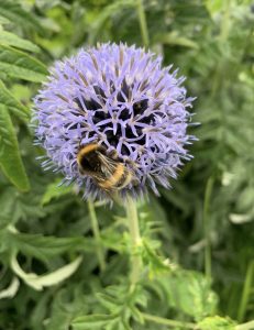 Bee feeding